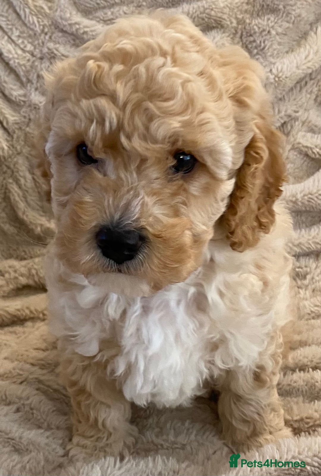 Cavapoo dogs for sale: Gorgeous Teddybear Cavapoo Puppies health checked  - Advert 10