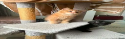 Mixed Breed cats for sale: Fluffy kittens for sale  - Advert 9