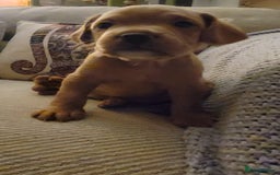 Mixed Breed dogs for sale: Frenchie x cockerpoo pups - Image 20