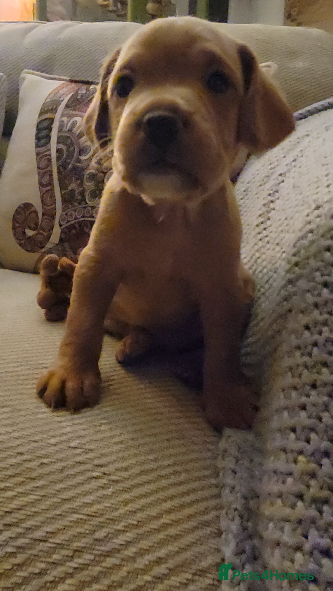 Mixed Breed dogs for sale: Frenchie x cockerpoo pups - Image 20