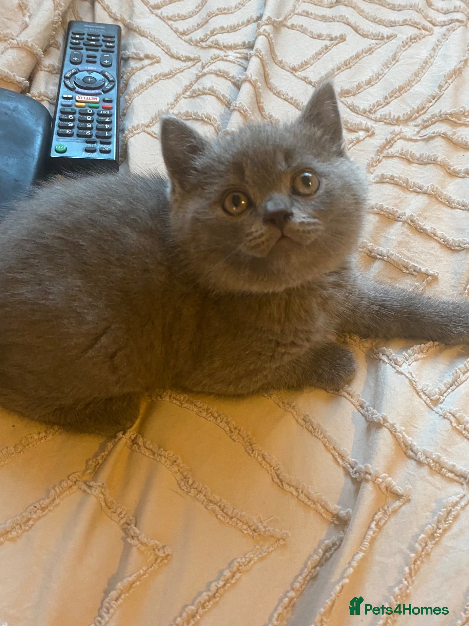 British Shorthair cats British shorthaired kittens  - Advert 18
