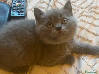 British Shorthair cats British shorthaired kittens - Advert 4