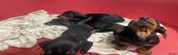Miniature Dachshund dogs for sale: 4 black & tan miniature dachshund puppies. - Advert 8