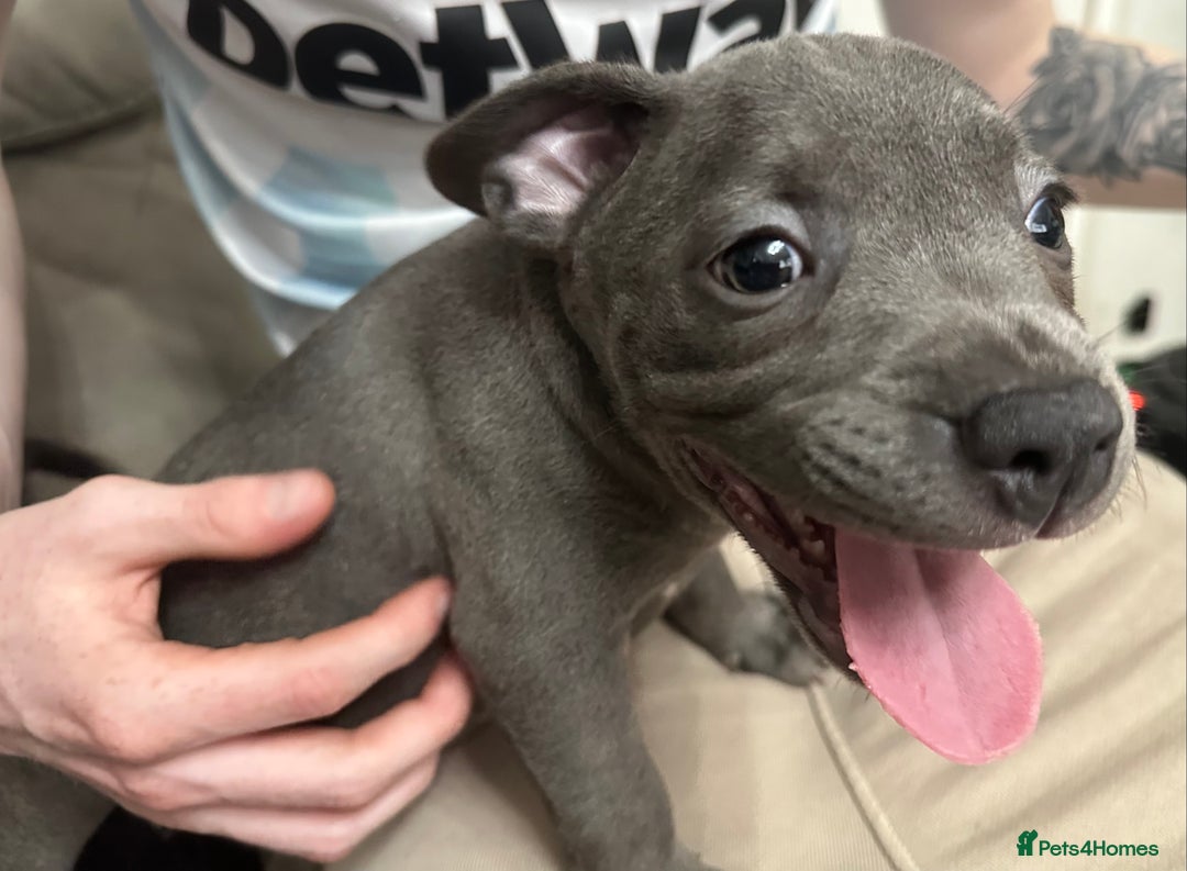 Staffordshire Bull Terrier dogs for sale: 2 Chunky staffy pups left !!! - Image 15