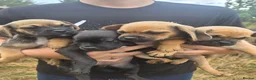 Mixed Breed dogs for sale: Doxie-pug puppys in Norwich - Advert 5