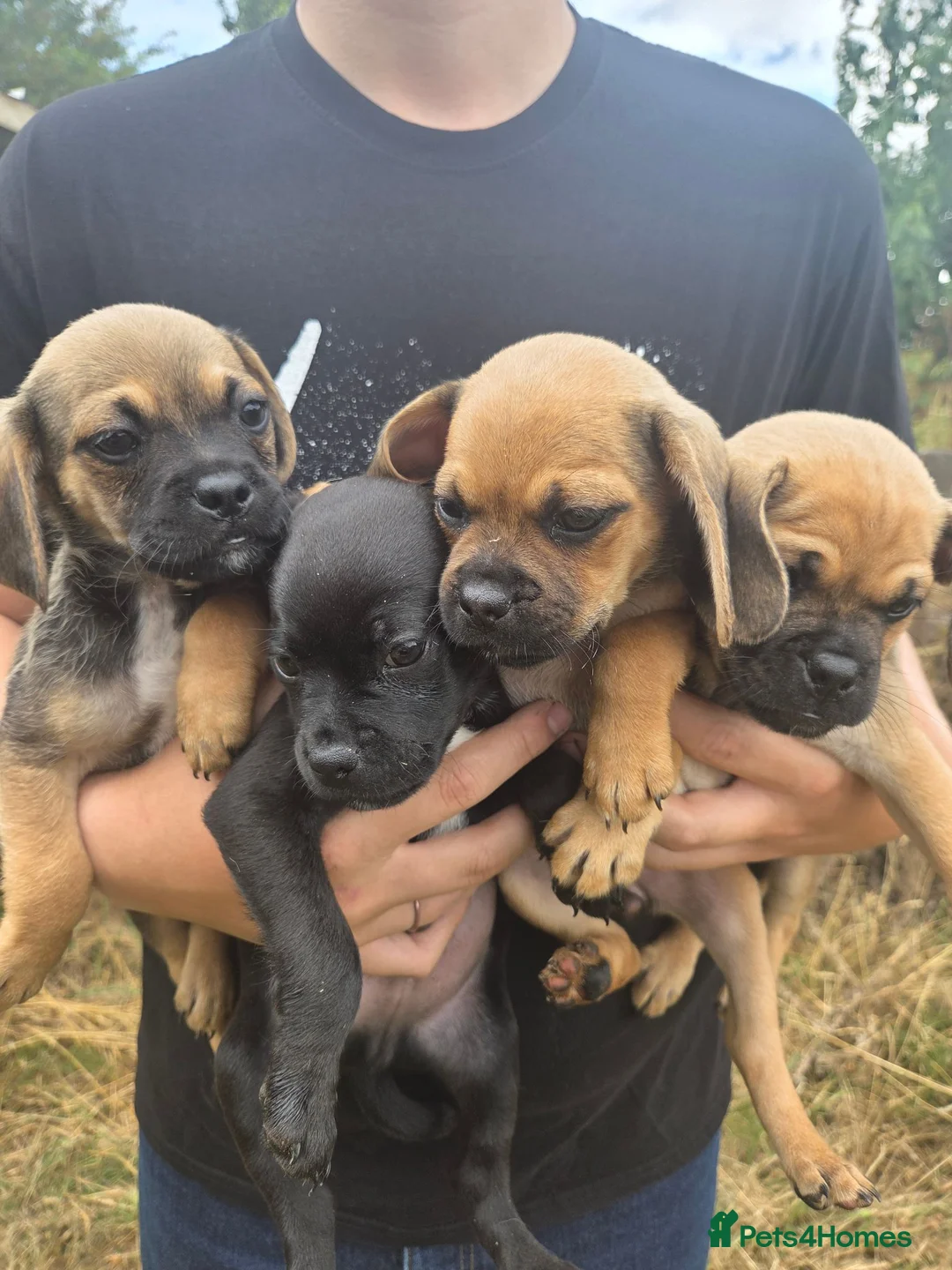 Mixed Breed dogs for sale: Doxie-pug puppys in Norwich - Advert 5