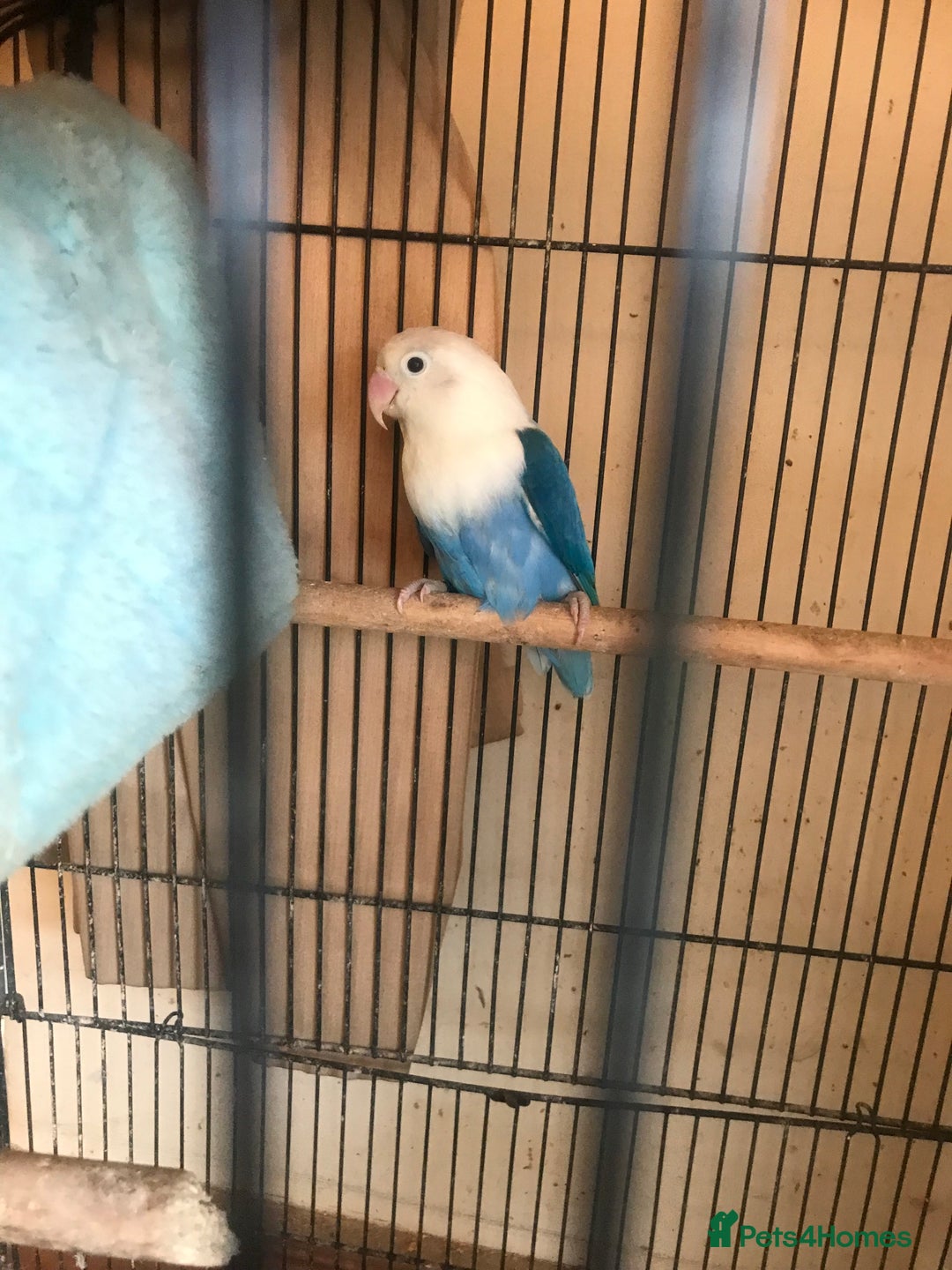 Lovebirds birds for sale: Fischer Lovebird Blue chicks for hand rearing - Advert 2