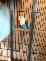Lovebirds birds Blue opaline female proven hen nr pershore Worcs - Advert 2