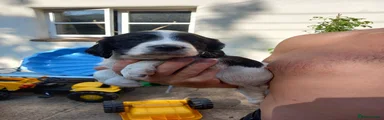 English Springer Spaniel 1