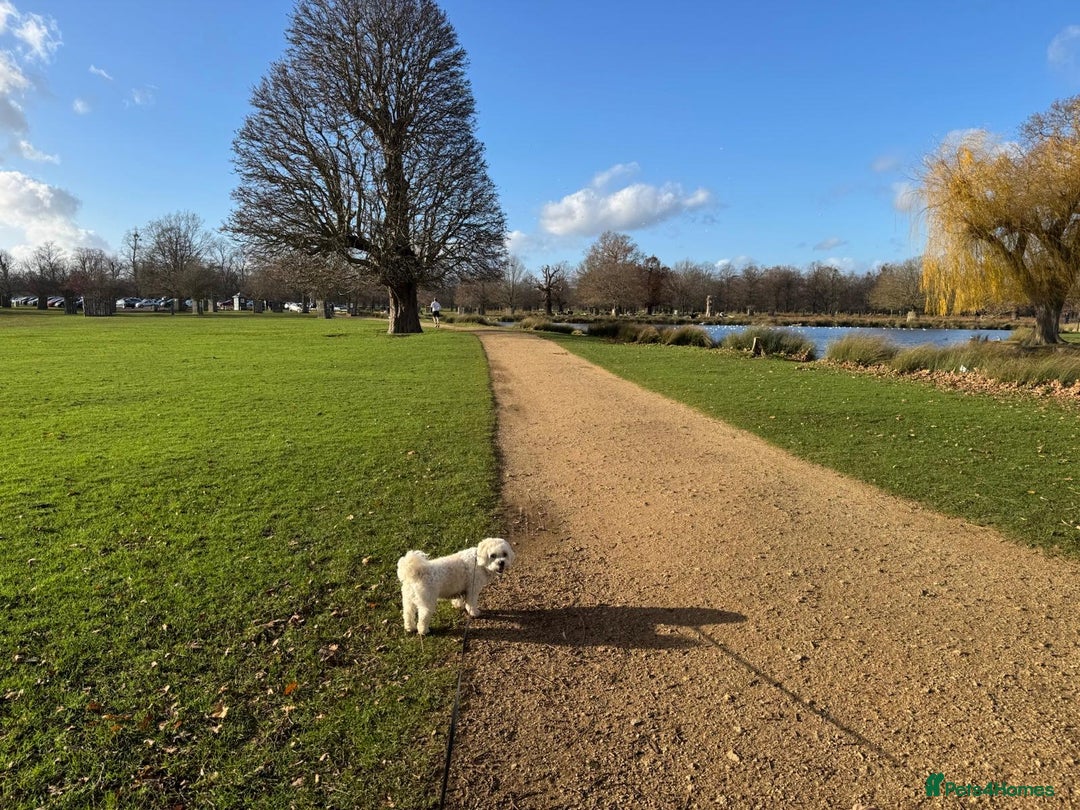 Zuchon dogs for sale: Super affectionate 6 year old Zuchon.  - Advert 5