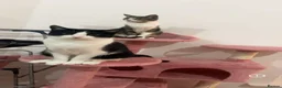 Mixed Breed cats for sale: Two sisters for rehoming - Advert 2