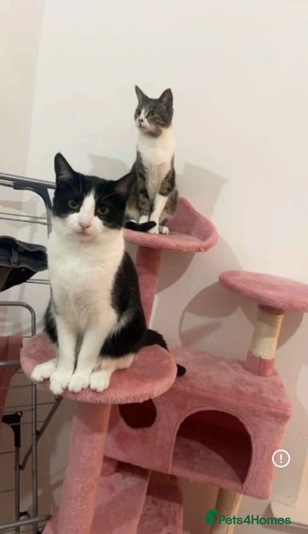 Mixed Breed cats for sale: Two sisters for rehoming - Advert 2