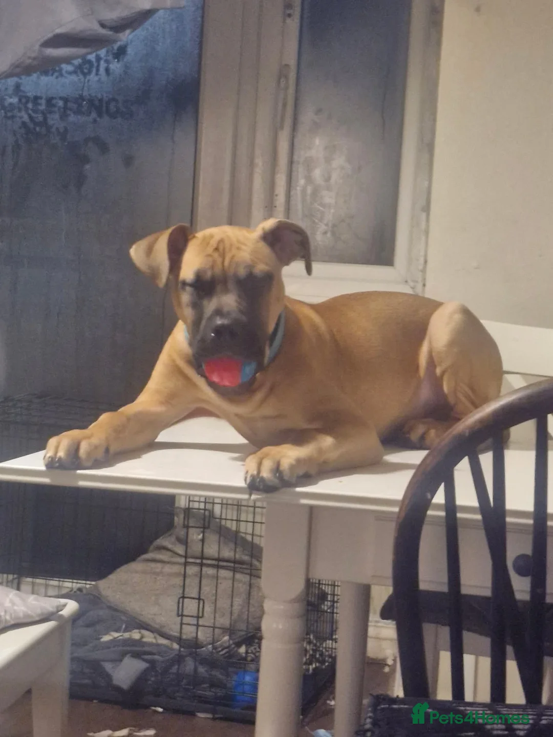 Presa Canario dogs for sale: 7month old presa canario  in Reading - Advert 4