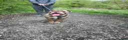 English Bulldog dogs for stud: Looking to Stud Kash in Preston - Advert 5