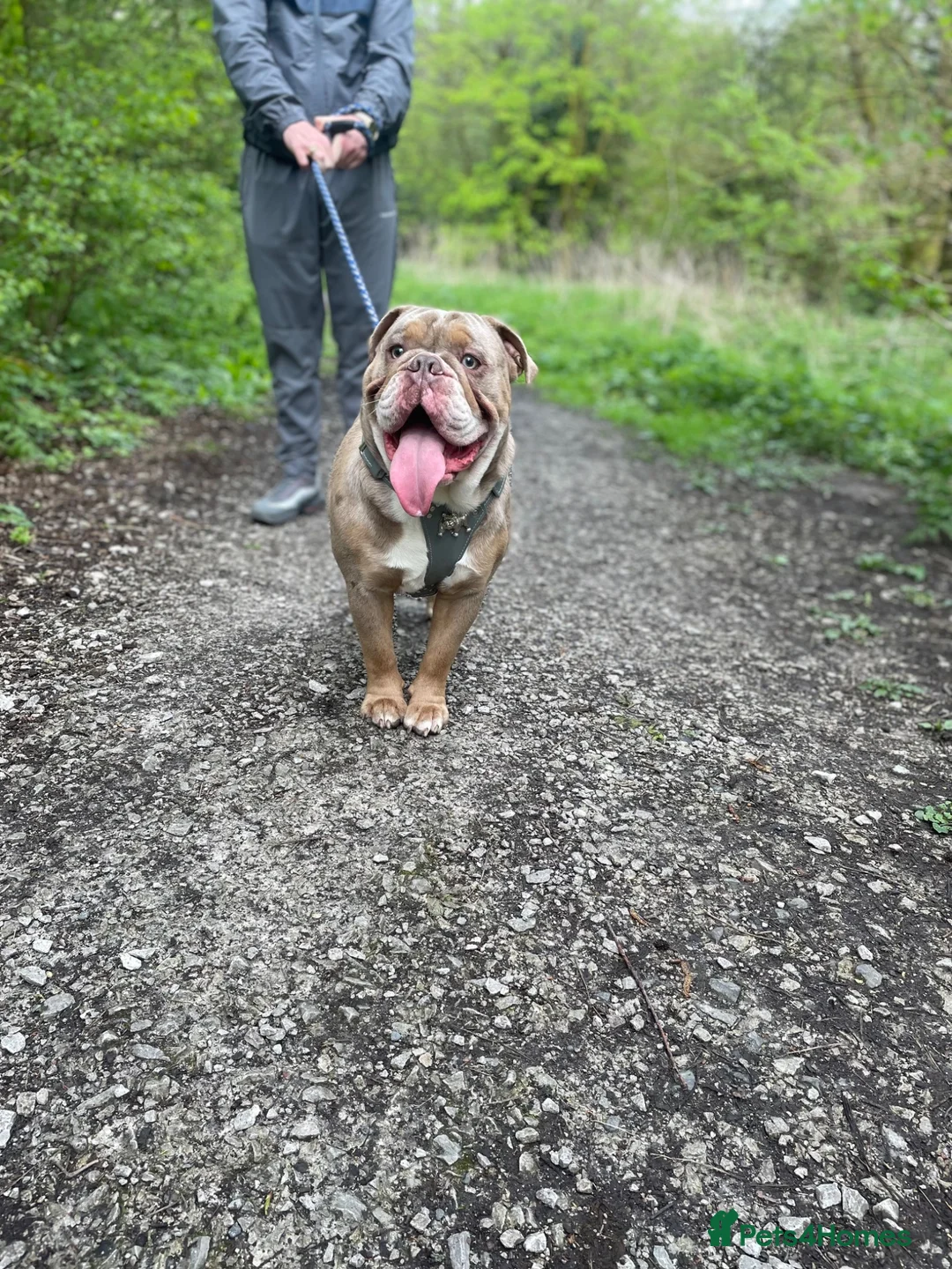 English Bulldog dogs for stud: Looking to Stud Kash in Preston - Advert 5