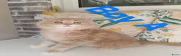 Maine Coon cats for sale: Maine Coon Family "Puuure Love" kittens available  - Advert 5