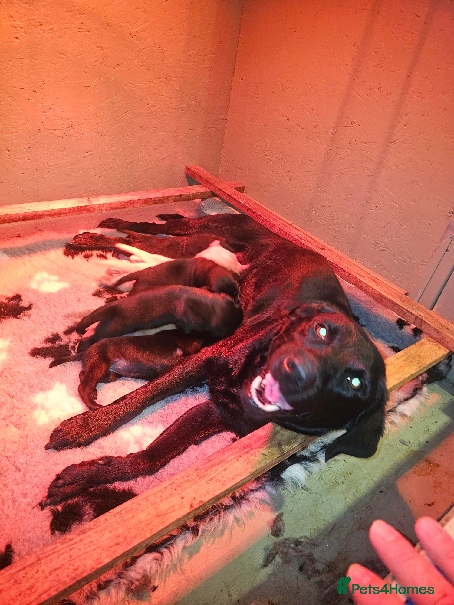 Labrador Retriever dogs Stunning working Labrador pups - Advert 1