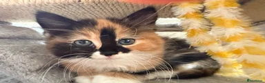 Mixed Breed 2 - Belle - Three-colour girl, fluffy with white paws