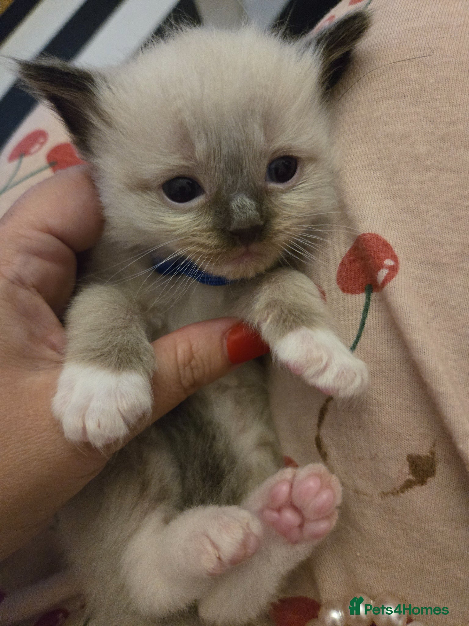 Ragdoll cats Stunning litter of Purebred Ragdoll kittens - Advert 1