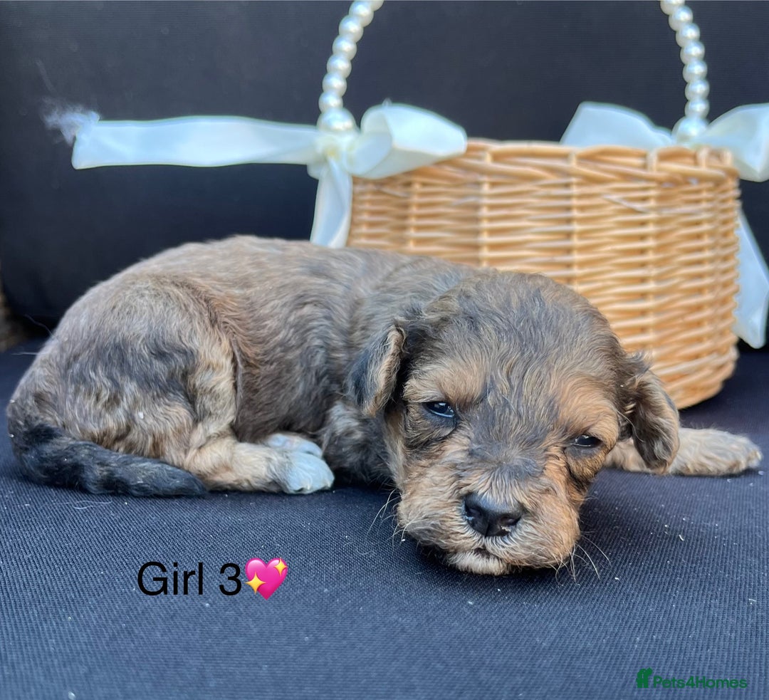 Cockapoo dogs for sale: Stunning F1b Cockapoo puppy’s  - Image 6