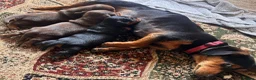Jackshund dogs for sale: Miniature Dachshund x JR Puppies - Advert 4