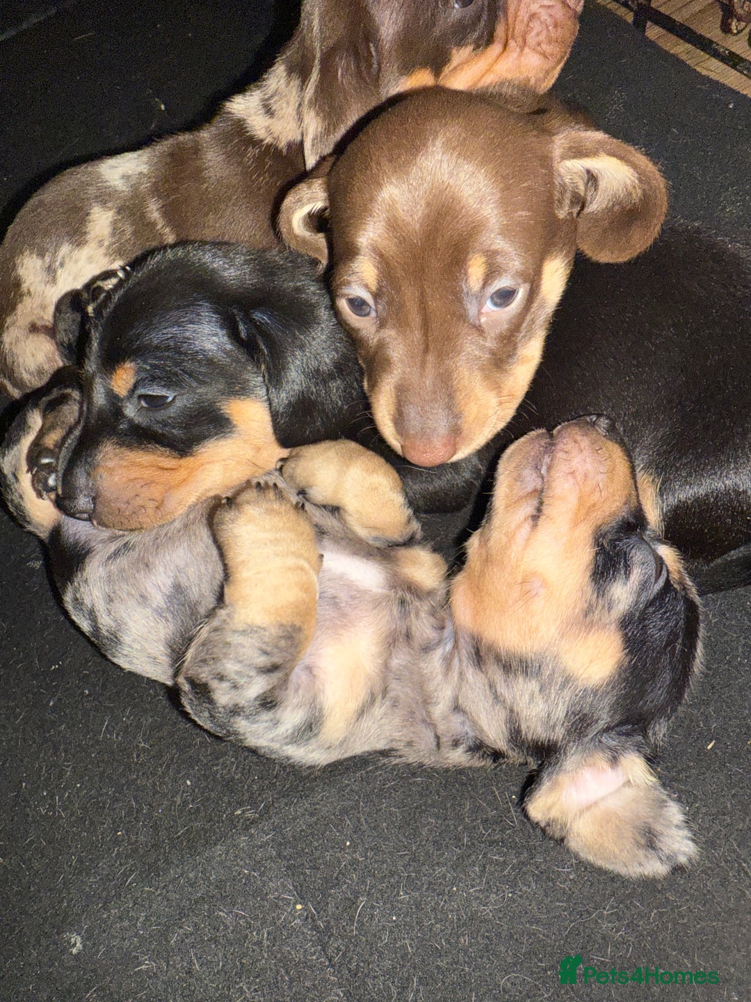 Miniature Dachshund dogs for sale: Miniature dapple Daschunds  - Image 7