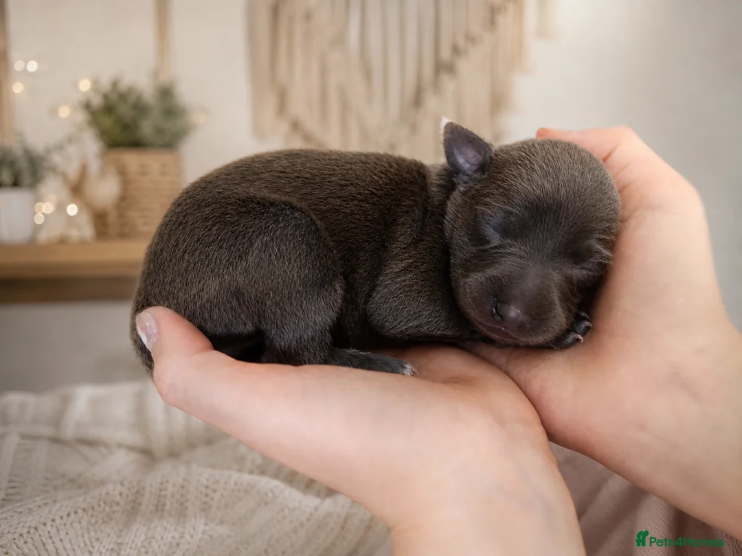 Italian Greyhound dogs for sale: Beautiful Italian Greyhound Puppies – 2 Girls, Boy - Advert 15
