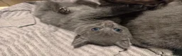 Mixed Breed cats for sale: 4 Beautiful Male Kittens Ready 15th May - Advert 7