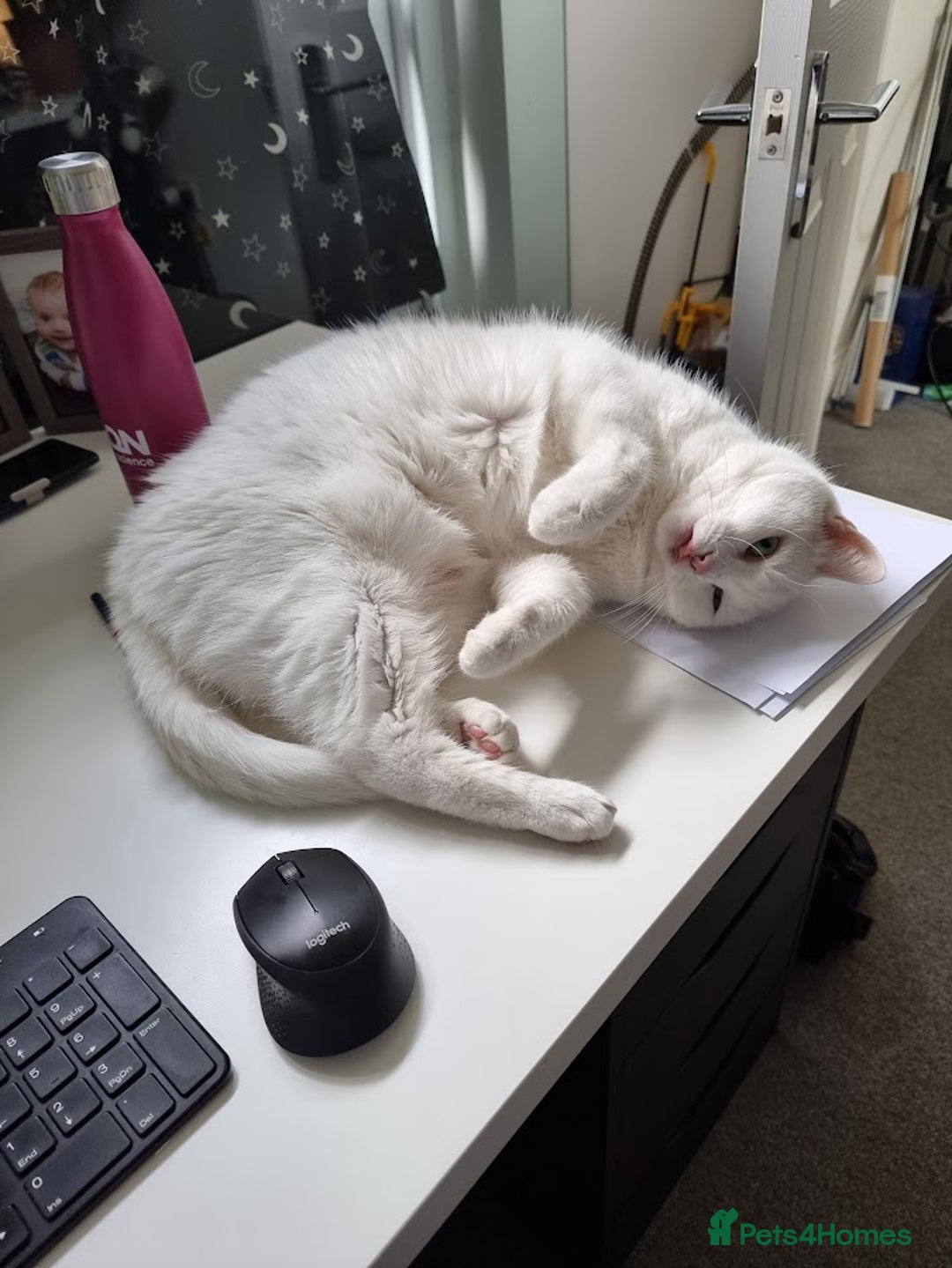 European cats for sale: White the Cat is Looking for a Loving Home - Image 3