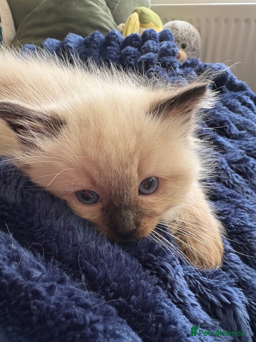 Ragdoll cats for sale: Beautiful Ragdoll Kittens 2 boys 2 girls 😍 - Advert 1