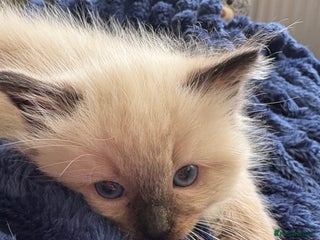 Ragdoll cats Beautiful Ragdoll Kittens 2 boys 2 girls 😍 - Advert 1