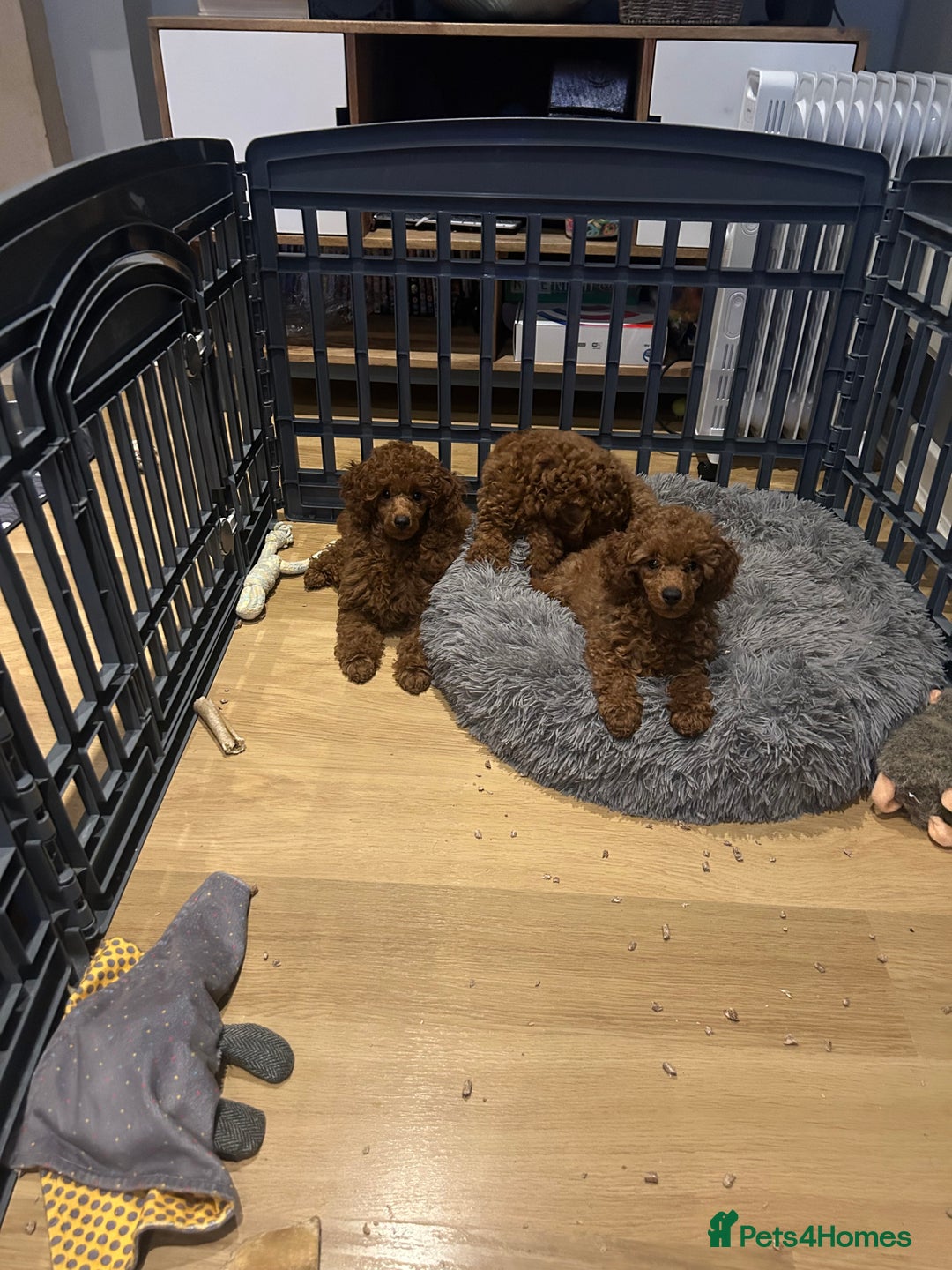 Miniature Poodle dogs for sale: Exceptional miniature poodle  - Advert 4