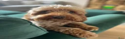 Cockapoo dogs for sale: Toy cockapoo puppies  - Advert 2