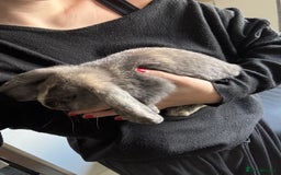 English rabbits for sale: 2 female house rabbits with cage  - Image 4