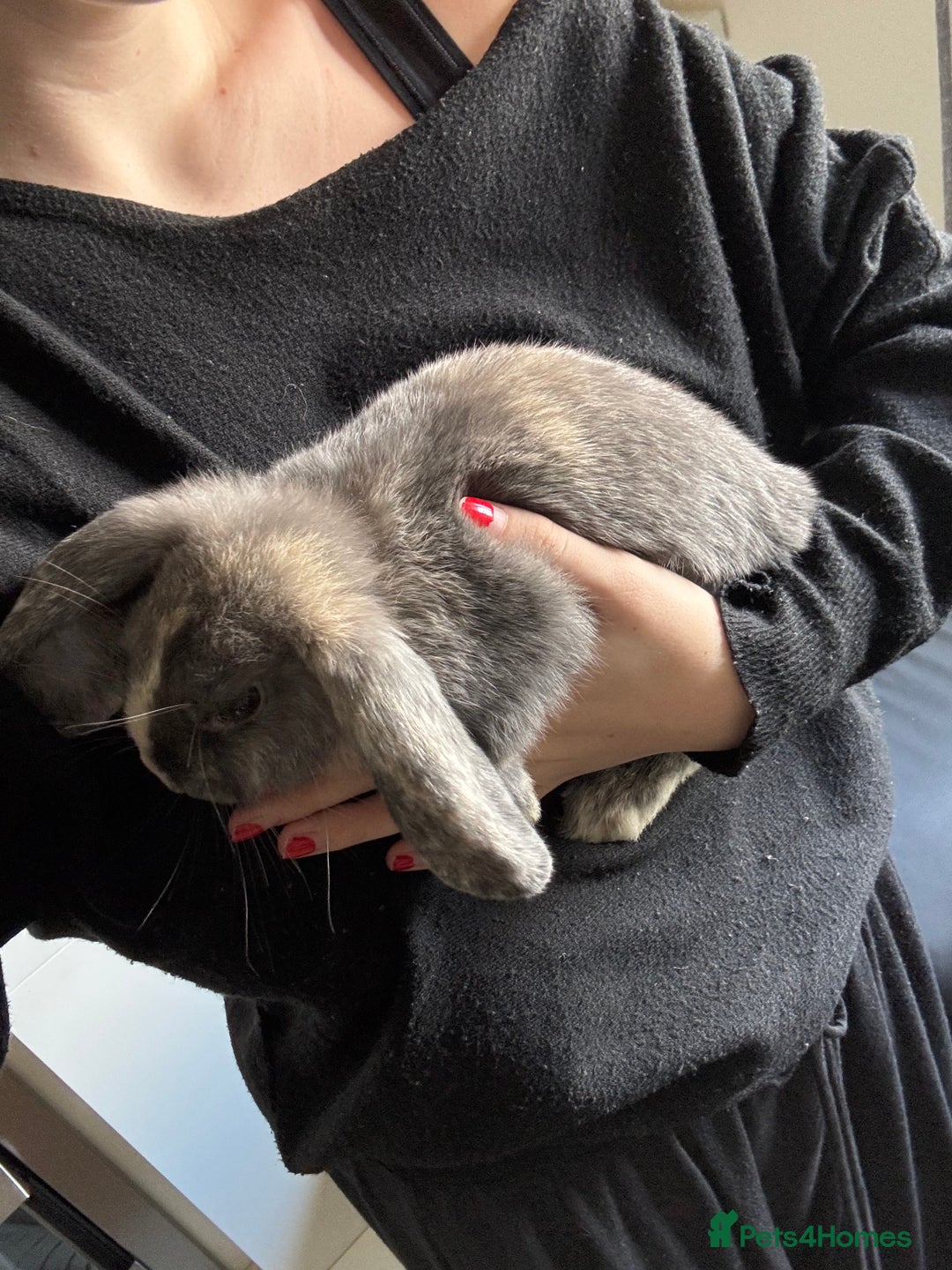 English rabbits for sale: 2 female house rabbits with cage  - Image 4