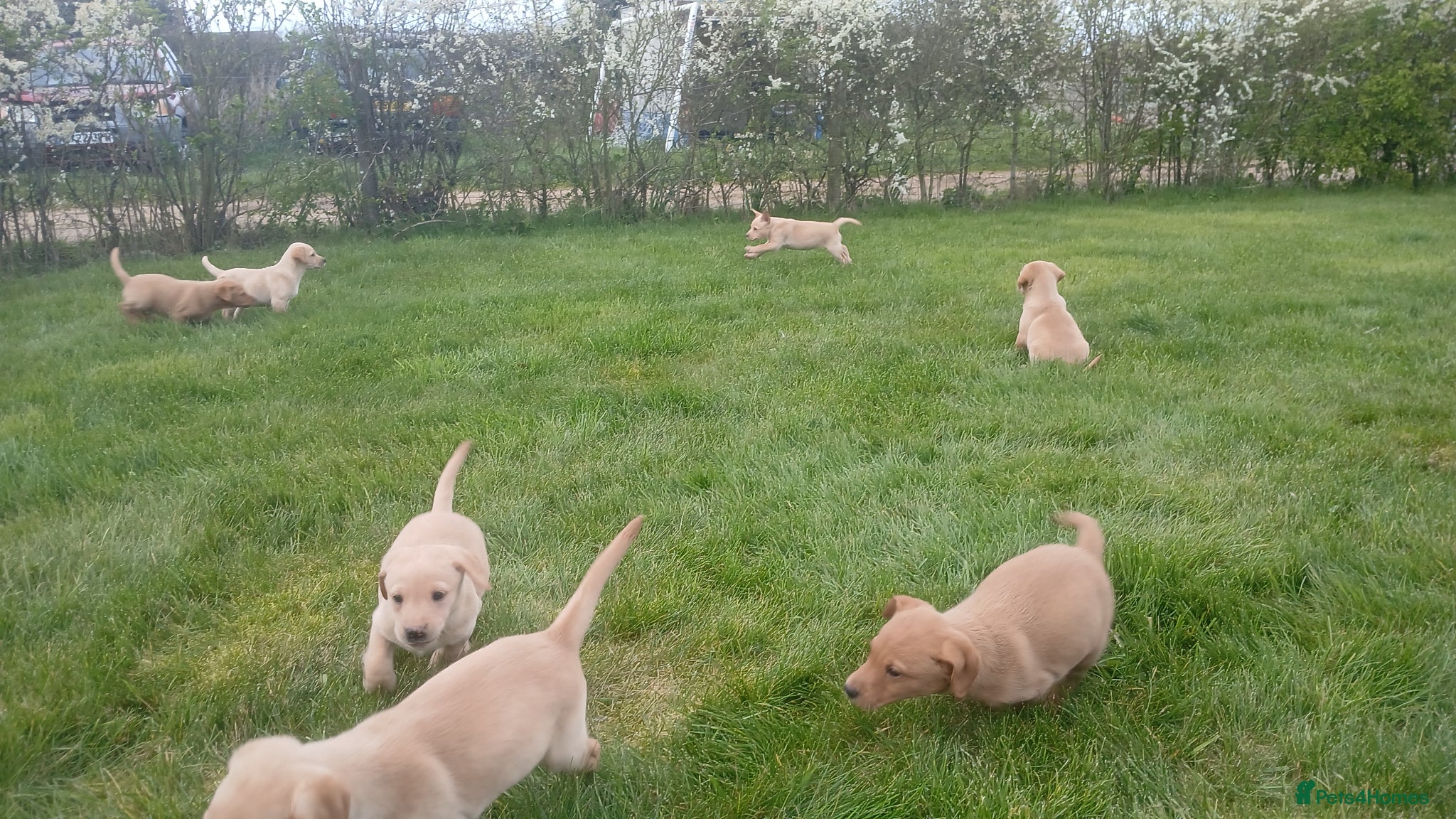 Labrador Retriever dogs 2 Males available Health checked and microchipped  - Advert 1