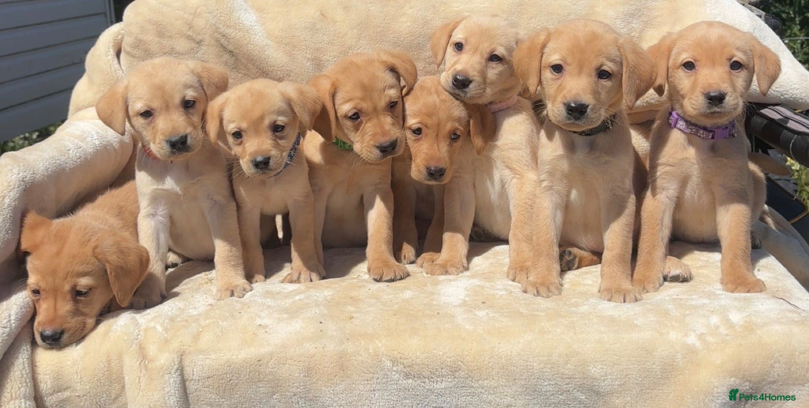 Labrador Retriever dogs 8 Labrador puppies looking for there forever homes - Advert 16
