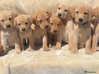 Labrador Retriever dogs 8 Labrador puppies looking for there forever homes - Advert 16