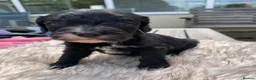 Cockapoo dogs for sale: STUNNING F1 COCKAPOO PUPS 1 GIRL 2 BOYS REMAINING - Advert 17