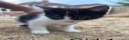 Domestic Shorthair cats for sale: Adorable Tuxedo and Black Kittens🐾 in Bedford - Advert 3
