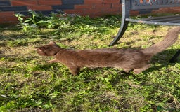 British Shorthair cats for sale: Chocolate British Shorthair  - Image 3