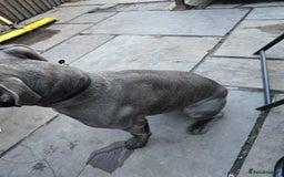 Staffordshire Bull Terrier dogs for stud: Blue staffy male, KC registered - Image 3
