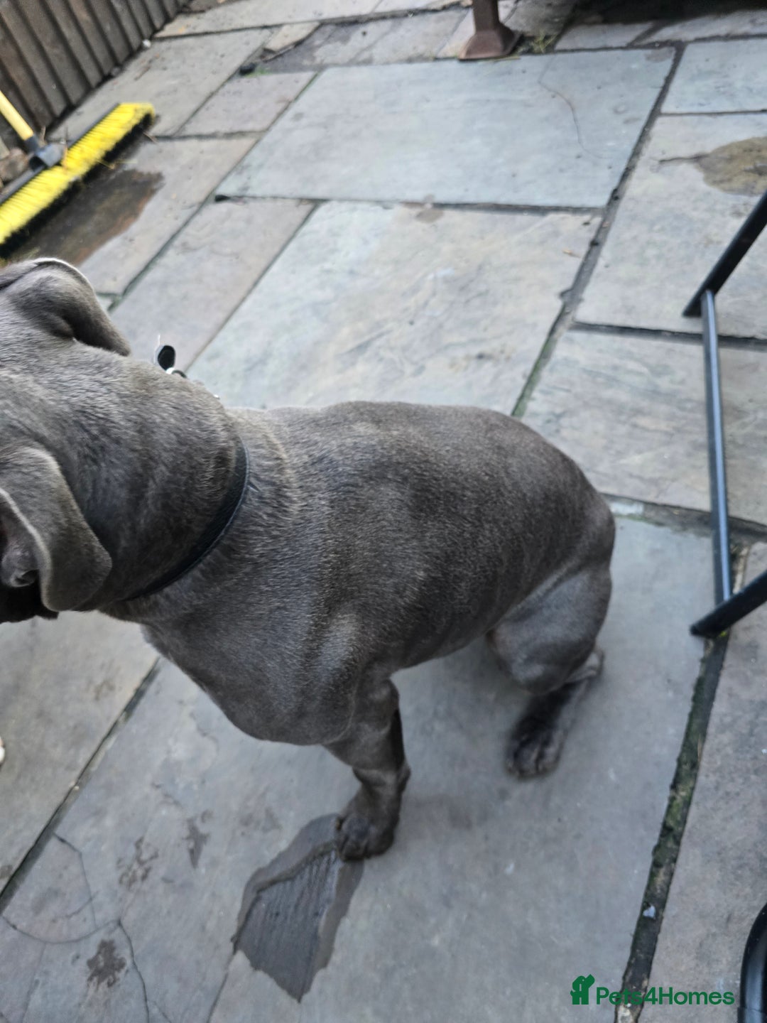 Staffordshire Bull Terrier dogs for stud: Blue staffy male, KC registered - Image 3