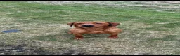 Labrador Retriever dogs for sale: Black Labrador pups stunning top trialing lines  - Advert 1