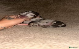 Miniature Dachshund dogs for sale: Perfecf kc miniature dachshunds - Image 2