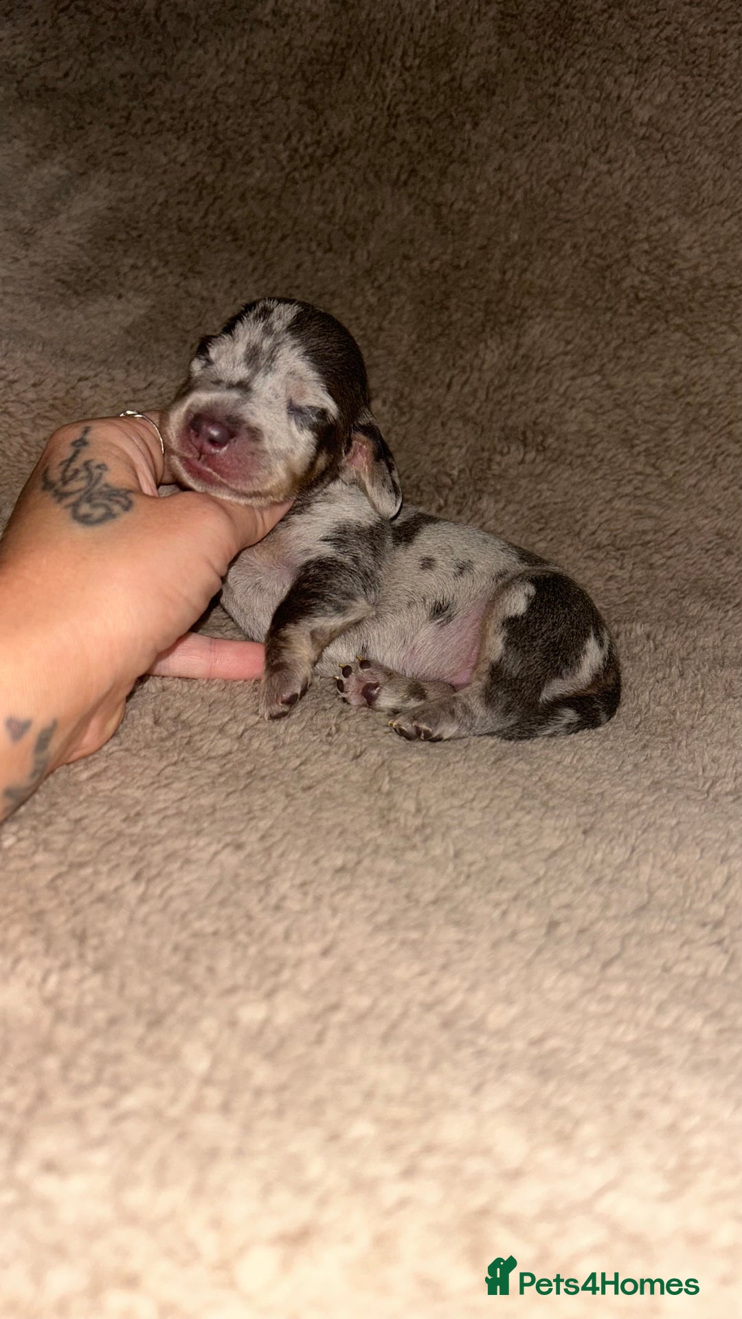 Miniature Dachshund dogs for sale: Perfecf kc miniature dachshunds - Image 2