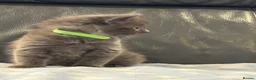 Nebelung cats for sale: Nebulung kittens - Advert 4
