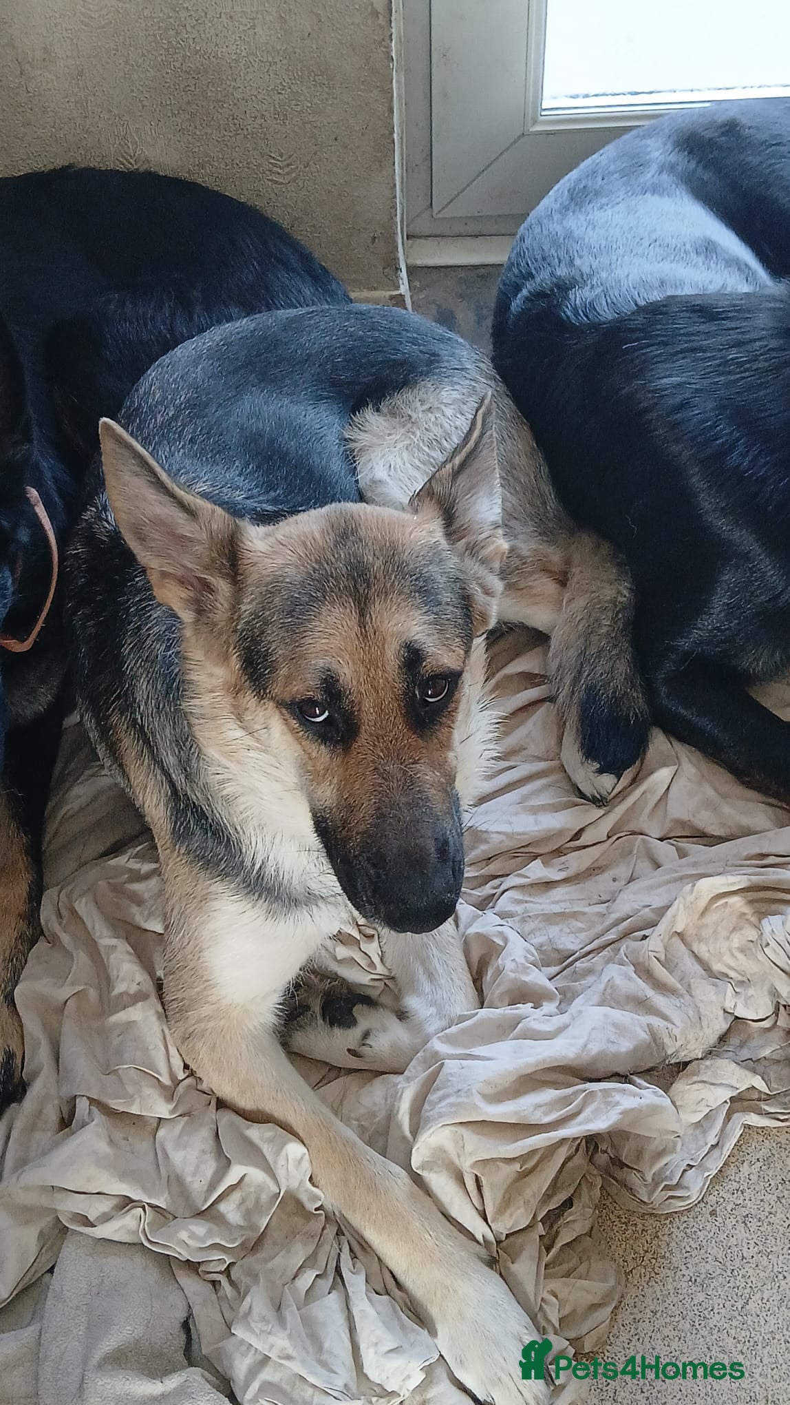 German Shepherd dogs 1 beautiful male pup - Advert 10