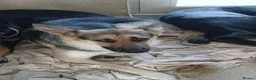 German Shepherd dogs for sale: 1 beautiful male pup - Advert 1