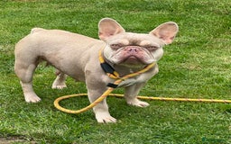 French Bulldog dogs for sale: French bulldog  - Image 1